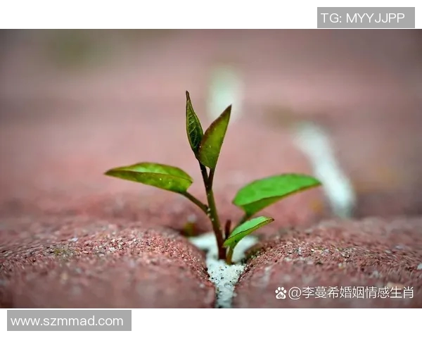 京都不死鸟与向日葵的对决探秘生命的坚韧与希望之光